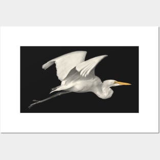 Great Egret in Flight Posters and Art